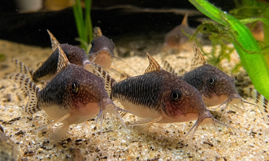 Seussi Corydoras