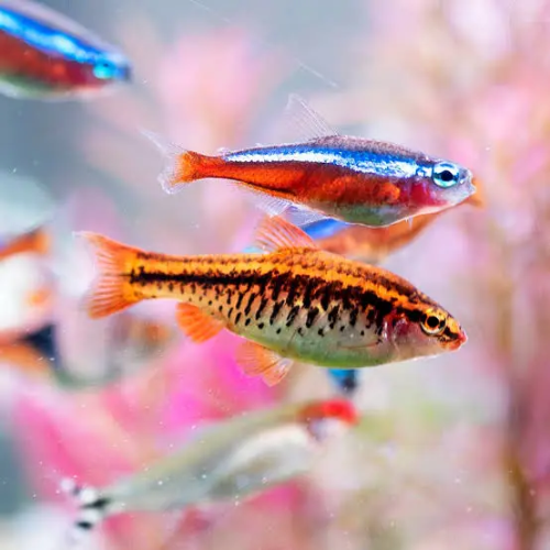 Colorful fish swimming in an aquarium with a blurred background