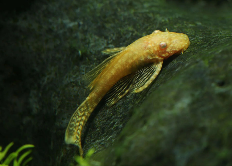 Albino Long Fin Bristlenose Pleco