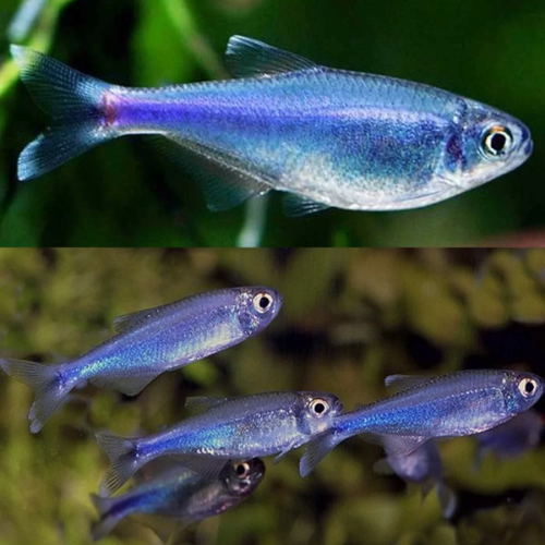 Cochus Blue Tetra (Local Delivery Only - WA)
