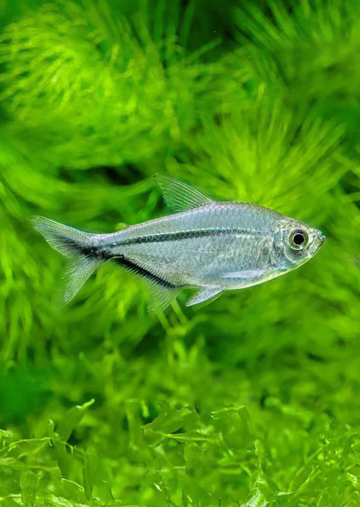 Costae Tetra