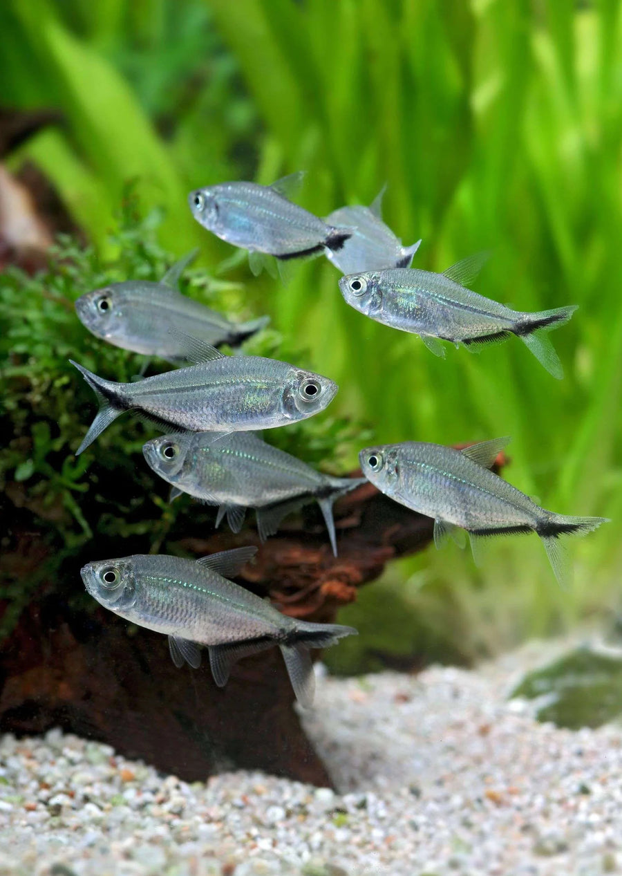 Small fish swimming in an aquarium with green plants and gravel.
