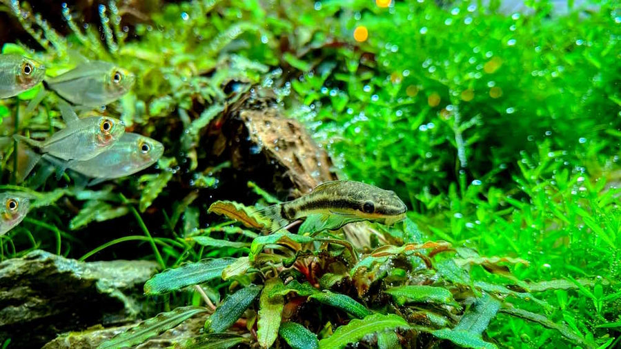 Otocinclus Catfish Algae Eater