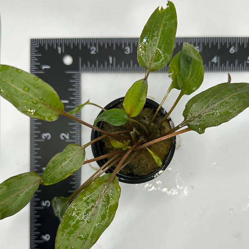 Cryptocoryne wendtii 'Red' (Ruby)