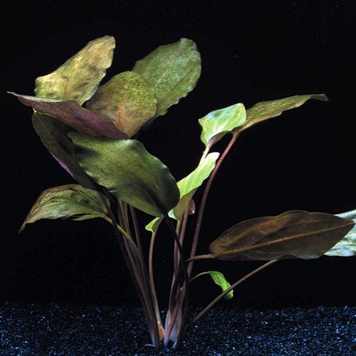 Cryptocoryne Cordata — live aquatic plant in a planted aquarium