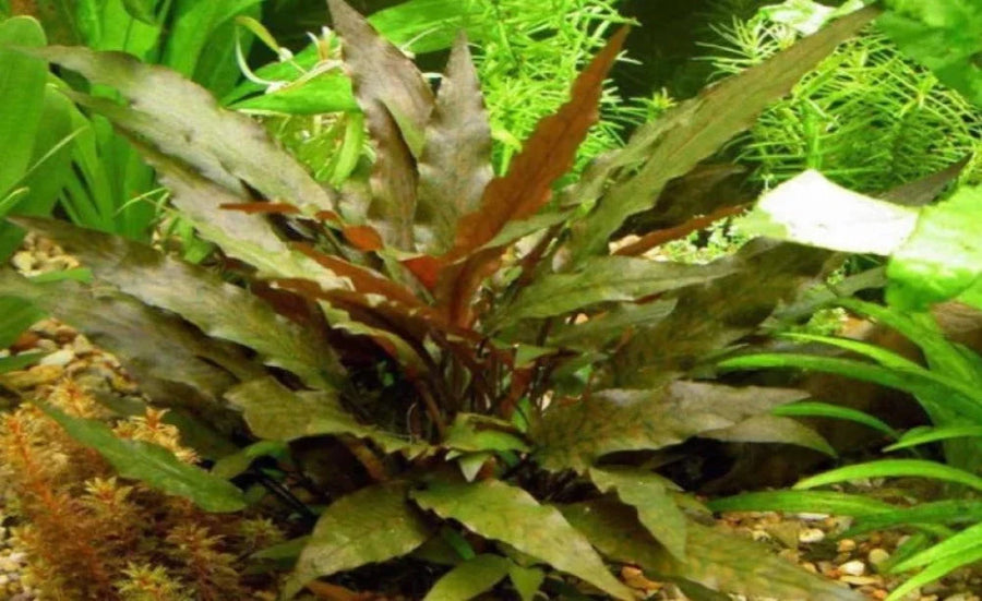 Aquatic plant with brown and green leaves in a natural 
