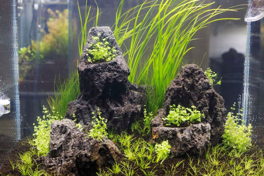 Cyperus Helferi - Elegant Grass-Like Aquarium Plant
