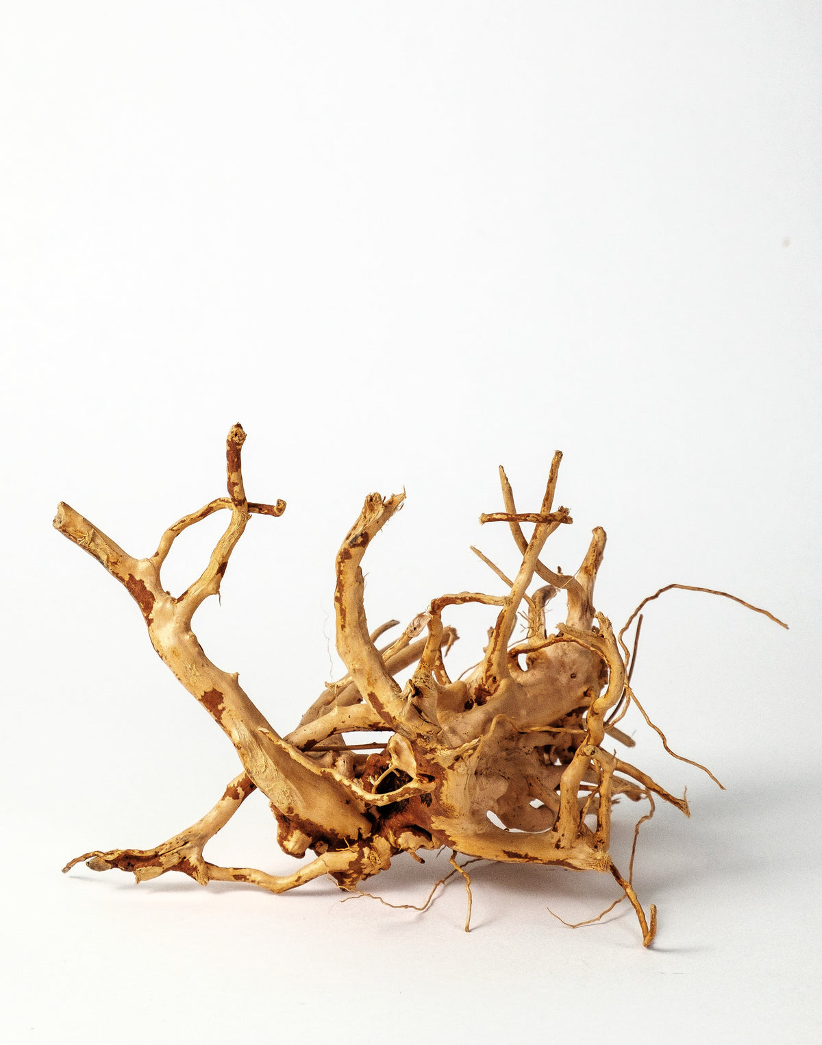 Wood Root (Spiderwood), view 8
