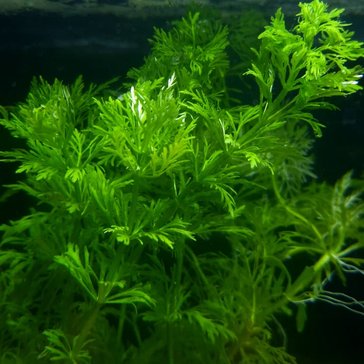 Ambulia (Limnophila sessiliflora)
