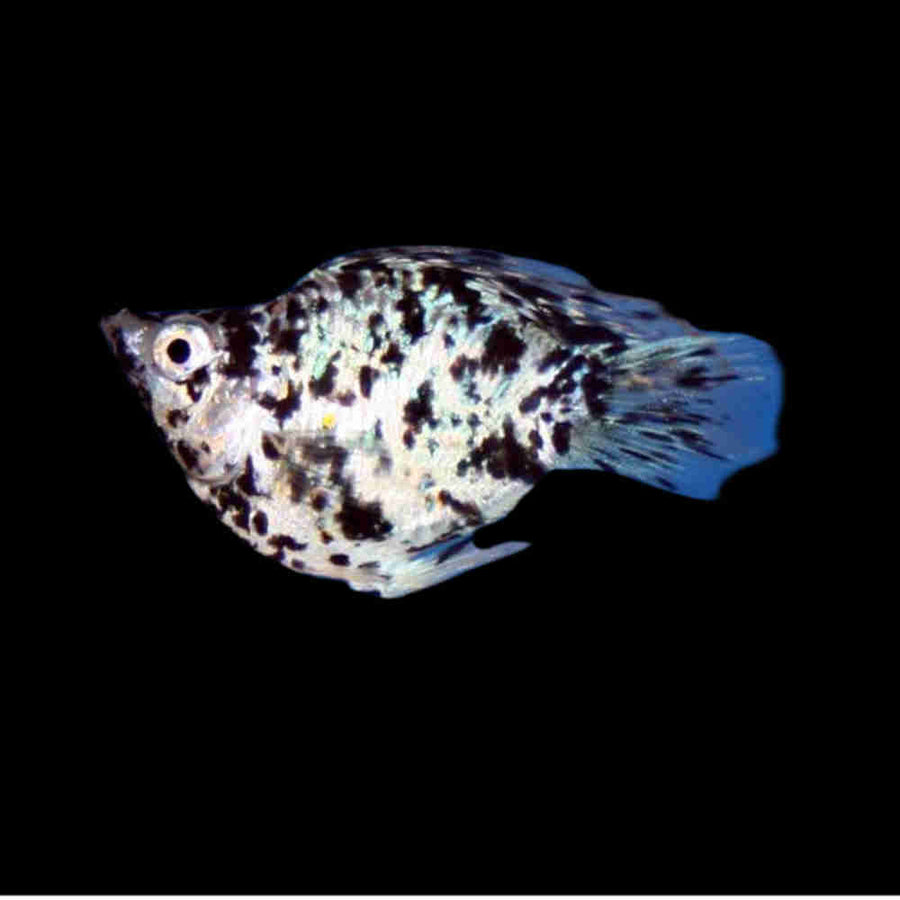 Dalmatian Balloon Molly