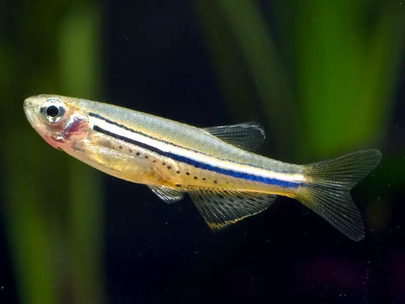 Nigrofaciata Danio