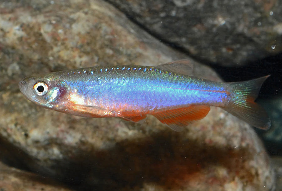 Rose Danio