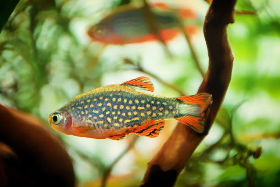 Celestial Pearl Danio