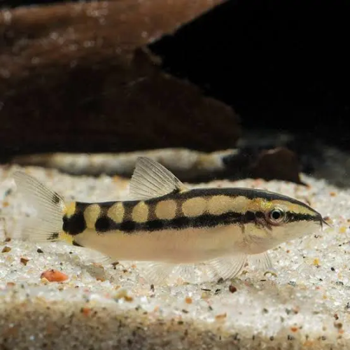 Dwarf Chain Loach