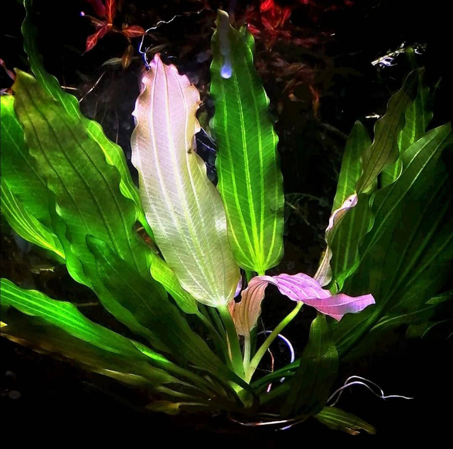 Echinodorus 'White Flame' EMERSED — live aquatic plant in a planted aquarium