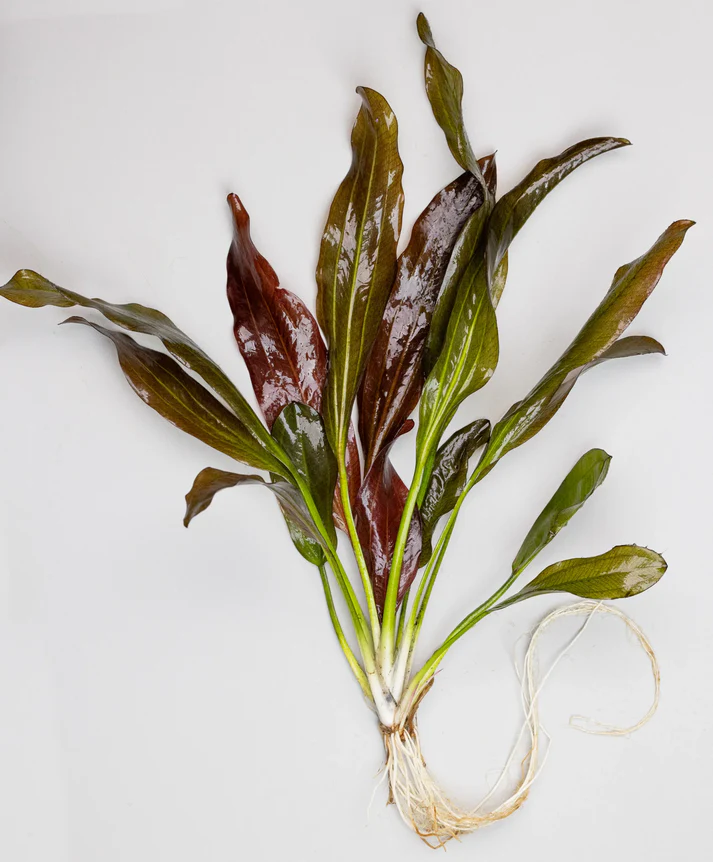 Echinodorus fancy twist EMERSED — live aquatic plant in a planted aquarium