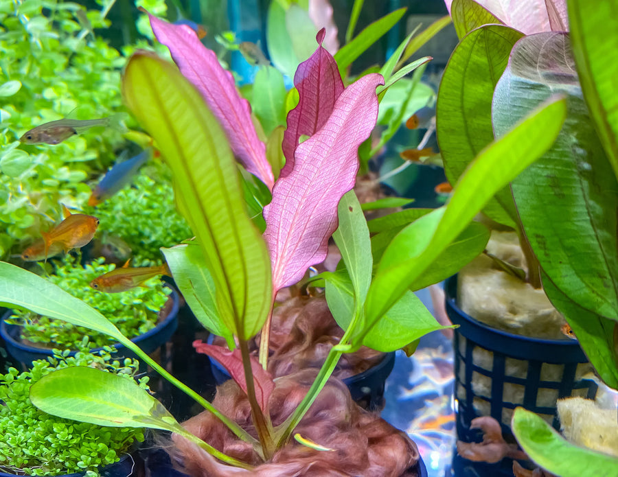 Pink and green leafy plant in an aquarium with fish.