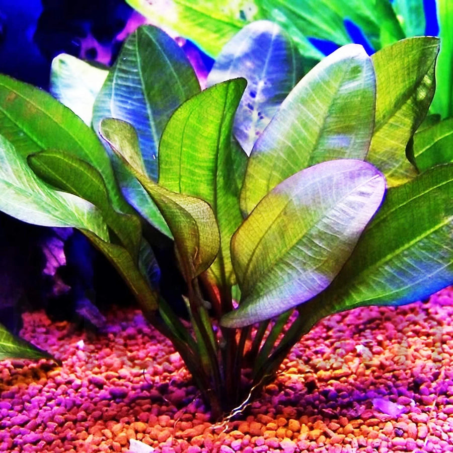 A vibrant image showing Echinodorus radican 'Big Bear' with large, deep green leaves emerging from a substrate in an aquarium.