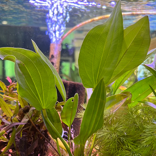 Echinodorus 'AC Sunrise' EMERSED