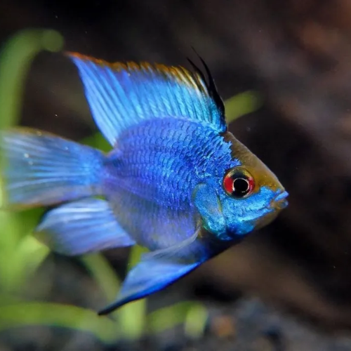 Blue fish with red eye in an aquarium setting