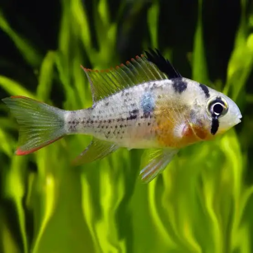 Colorful fish with a black and white pattern swimming in an aquarium with green plants.