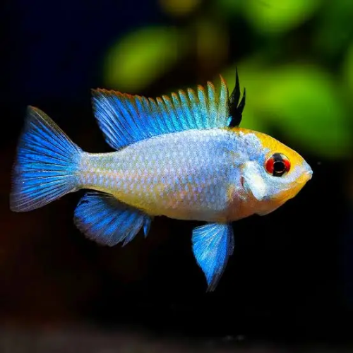 Colorful fish with blue tail and yellow body on a dark background