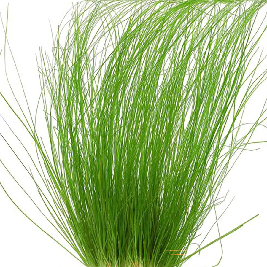 Eriocaulon Feather Duster - Premium Aquascaping Plant