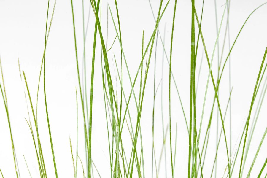 Eriocaulon Feather Duster - Premium Aquascaping Plant