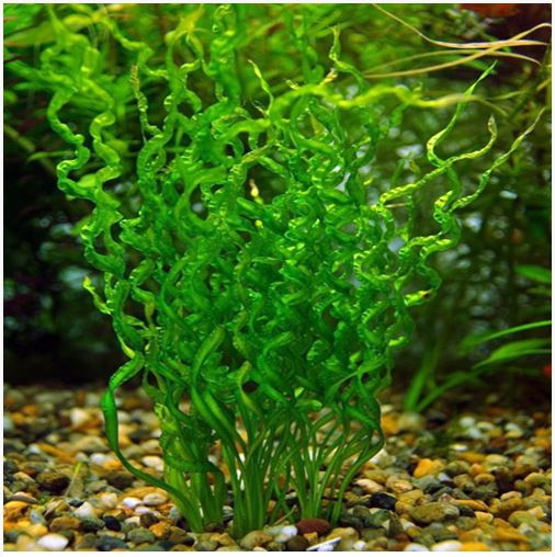 Echinodorus Vesuvius