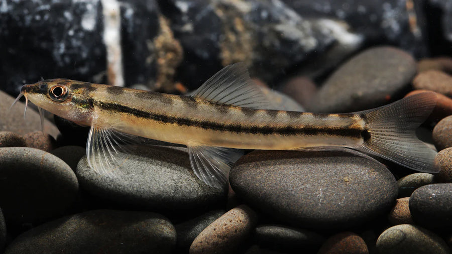 Striped Lizard Loach