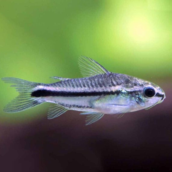 Pygmy Corydoras