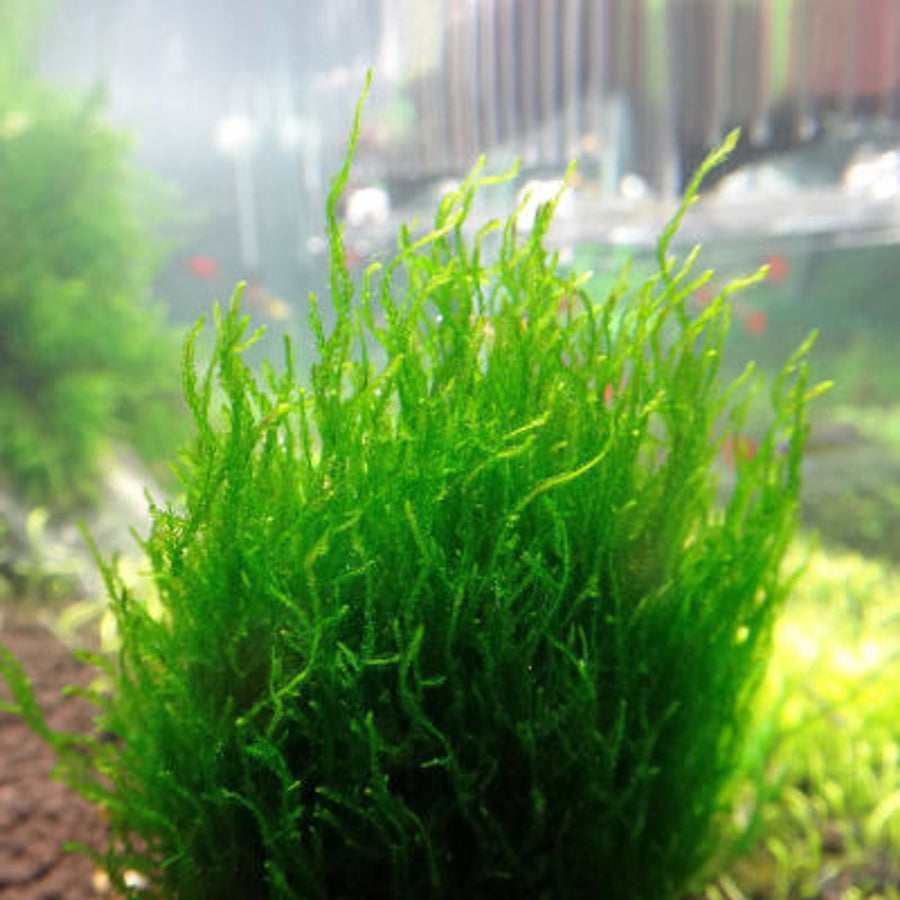 Tissue Culture Cup Taxiphyllum 'Flame moss'