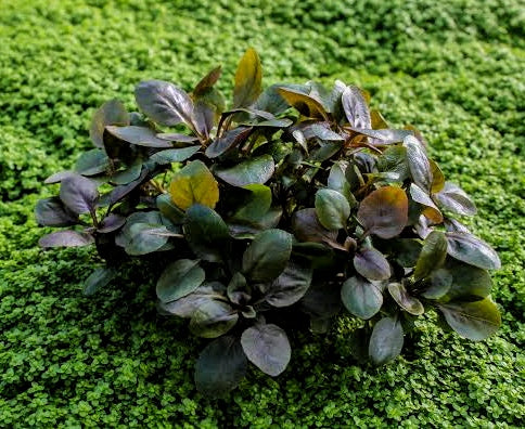 Green plant with purple leaves on a green background