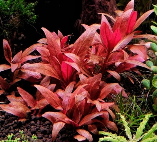 Alternanthera Reinecki Mini — live aquatic plant in a planted aquarium