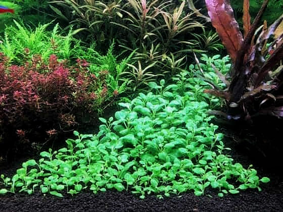 Buy Affordable Lobelia Cardinalis: Fast-Growing Aquarium Plants
