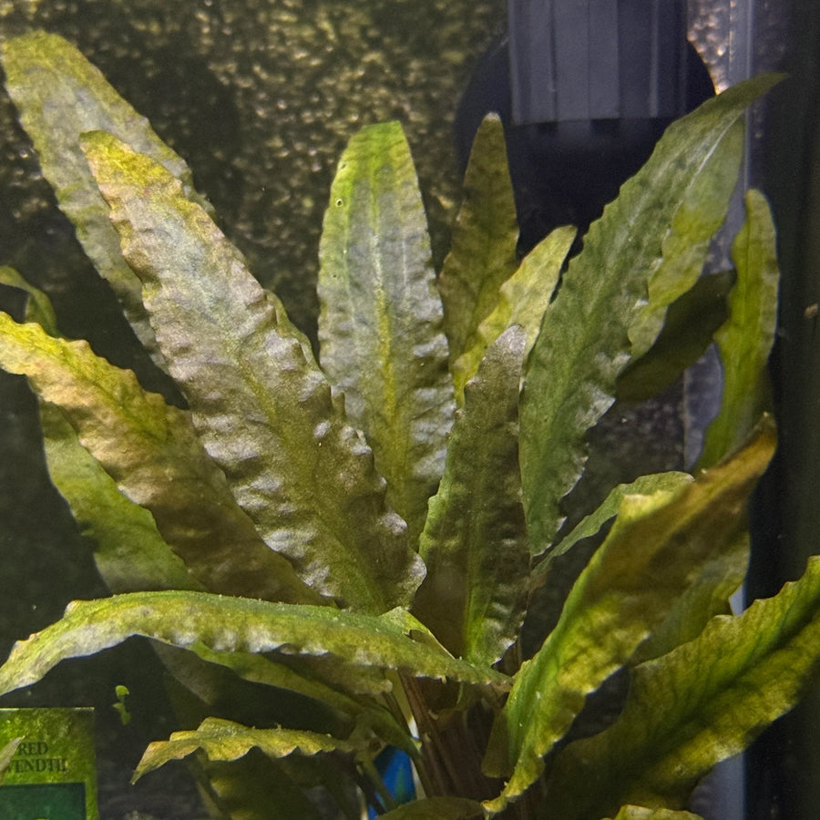 Cryptocoryne wendtii 'Red' (Ruby)