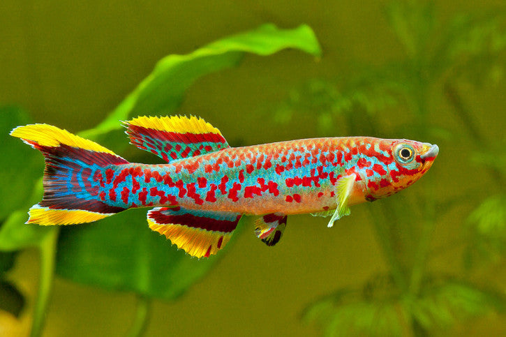Aphyosemion Gardneri