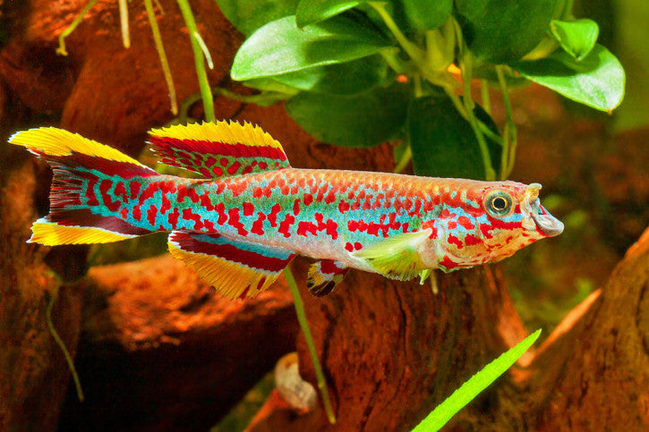 Aphyosemion Gardneri