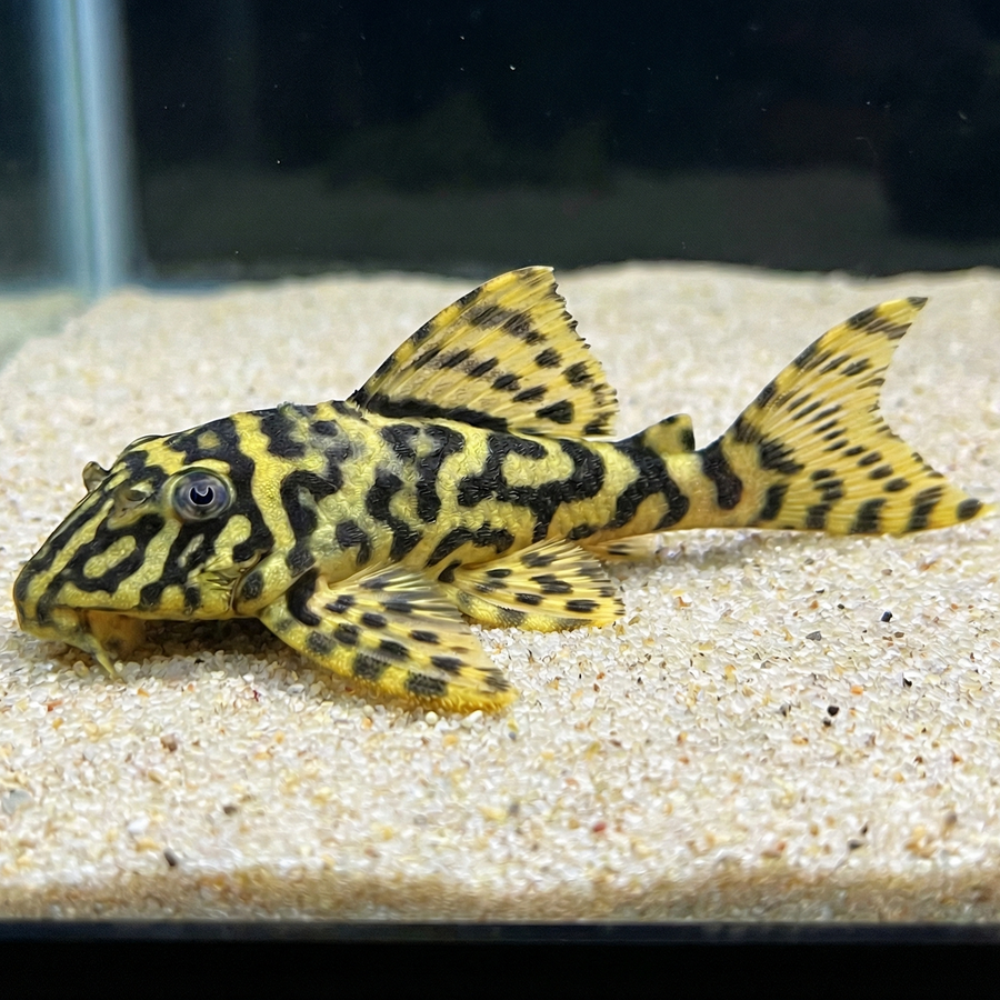 Decorative fish with a patterned body on a sandy substrate