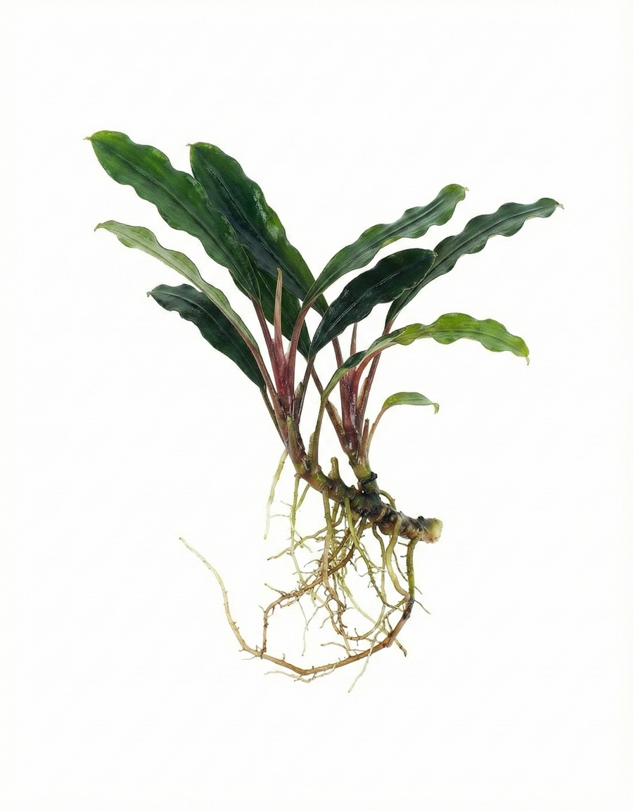Green leafy plant with roots on a white background