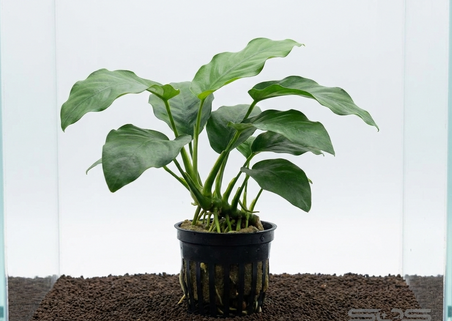 Anubias barteri — live aquatic plant in a planted aquarium