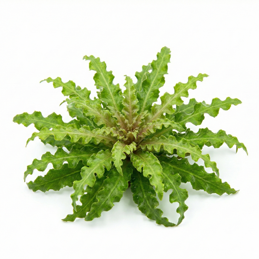 Pogostemon helferi Pink — live aquatic plant in a planted aquarium