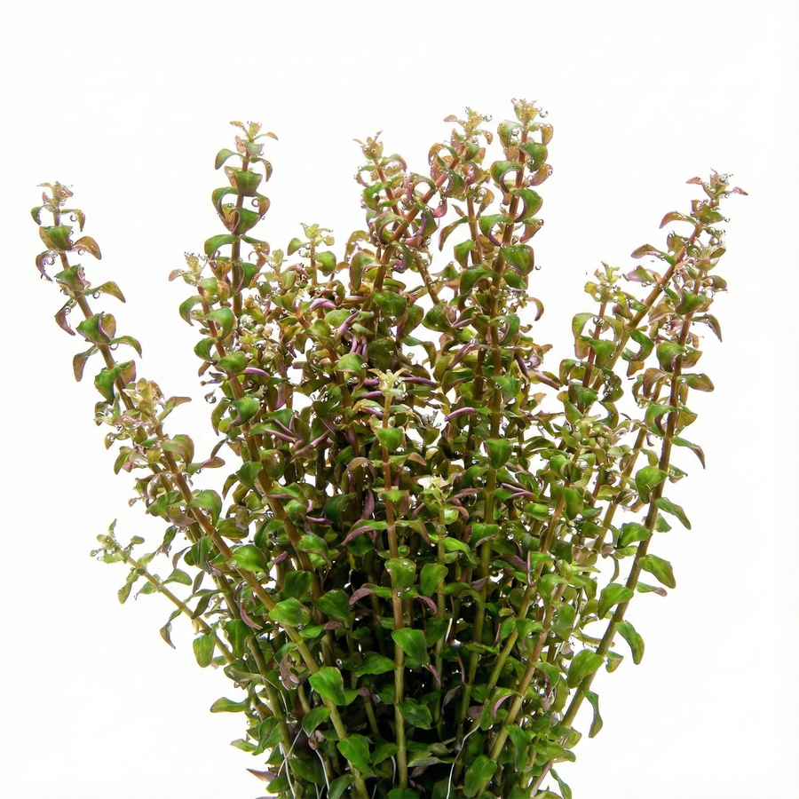 Rotala Macrandra 'Mini Type 2' — live aquatic plant in a planted aquarium