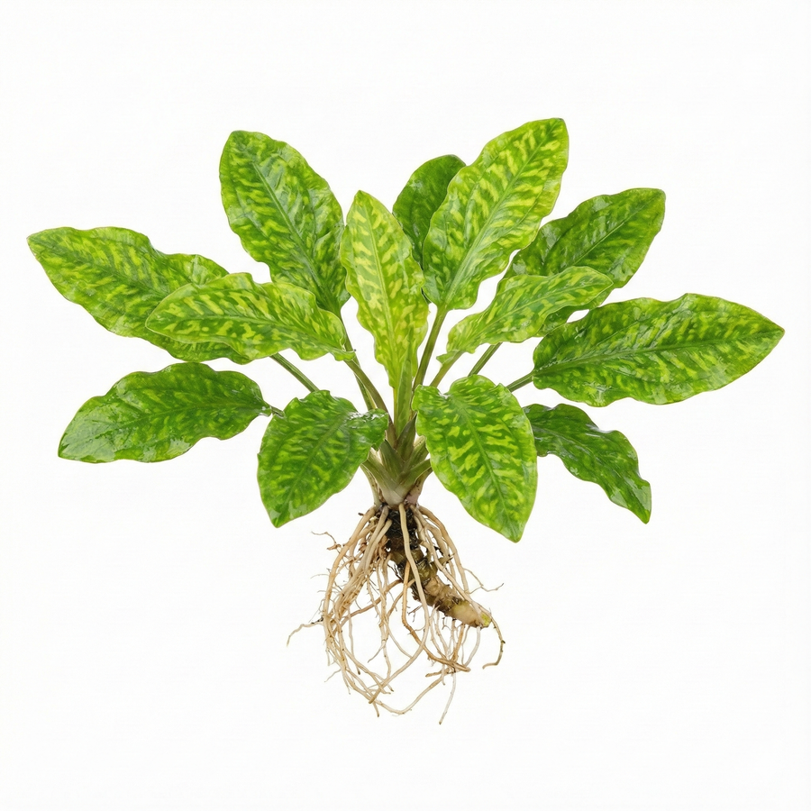 Green leafy plant with roots on a white background