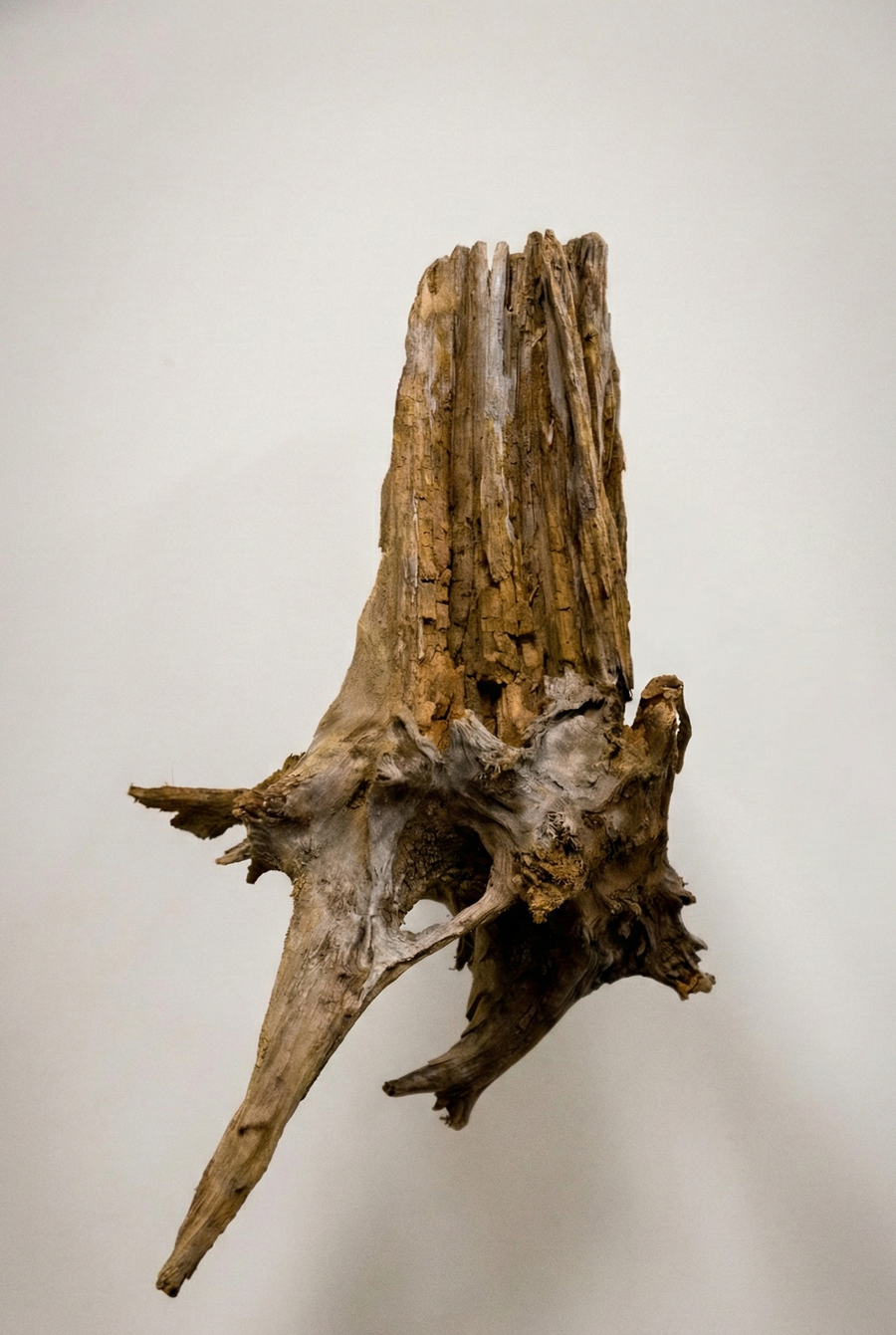 Driftwood piece on a plain background