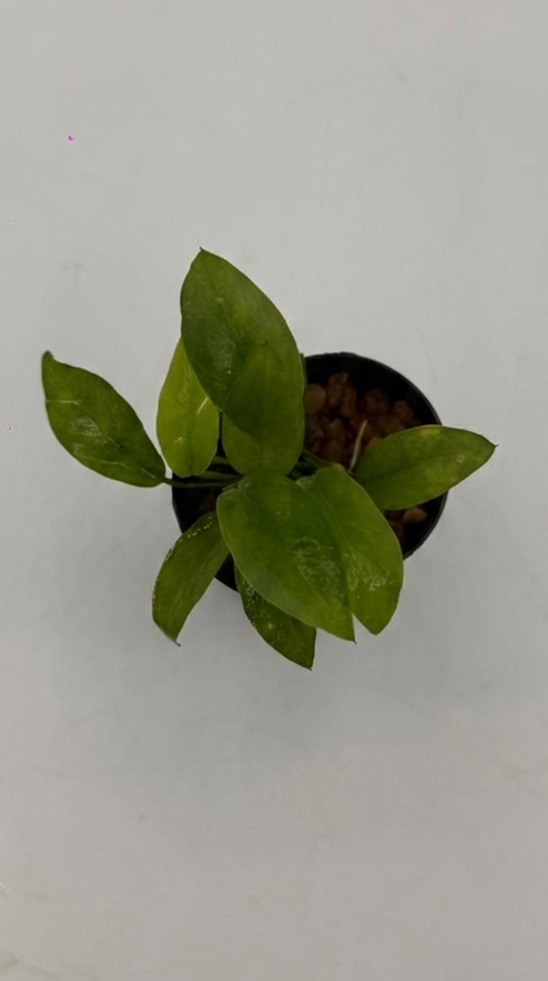 Anubias hastifolia - Large Spear-Leaf — live aquatic plant in a planted aquarium