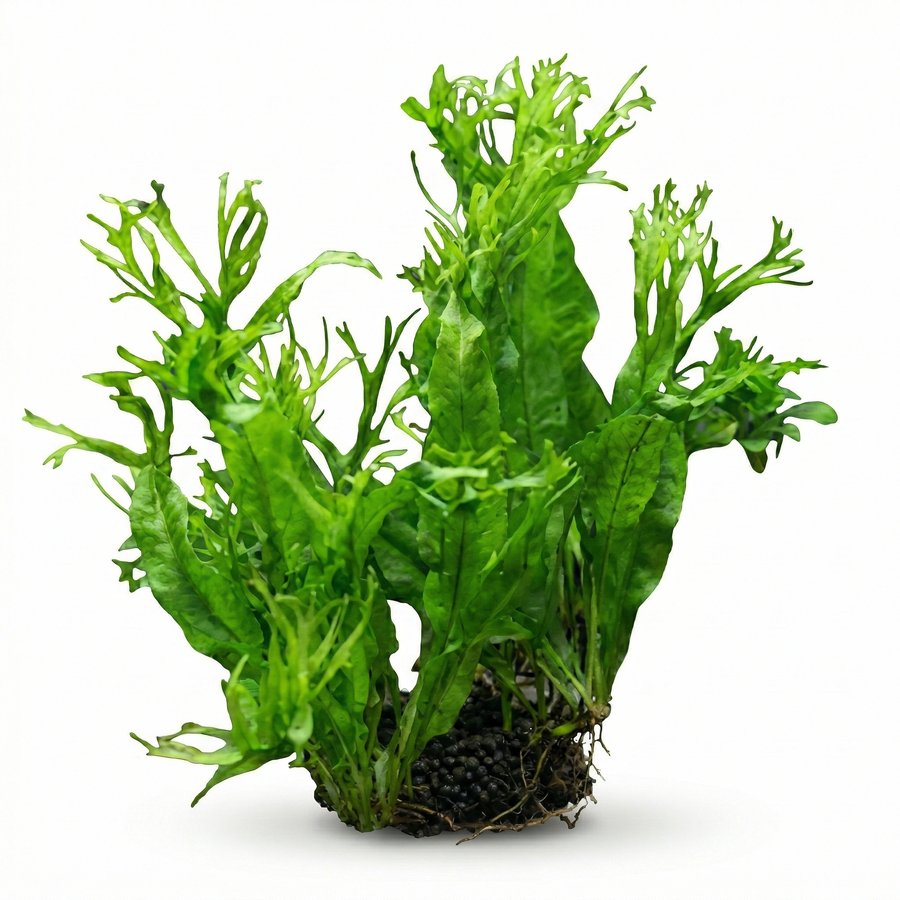 Java Fern Windelov in a planted aquarium