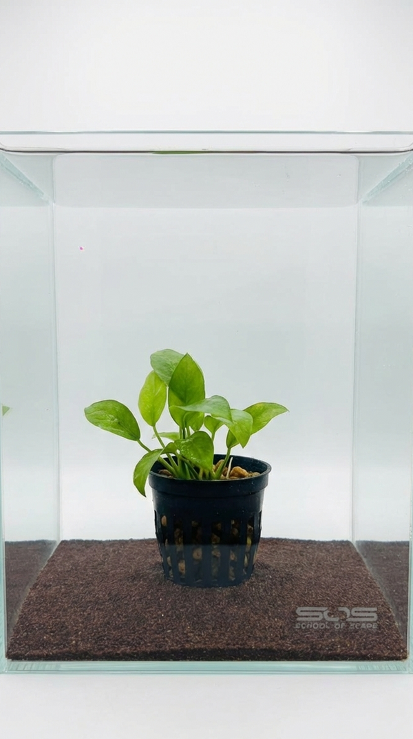 Anubias hastifolia - Large Spear-Leaf