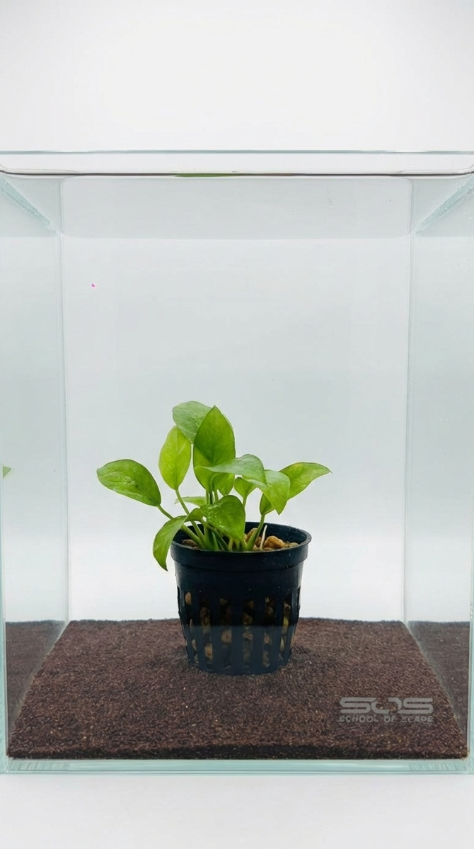 Anubias hastifolia - Large Spear-Leaf — live aquatic plant in a planted aquarium