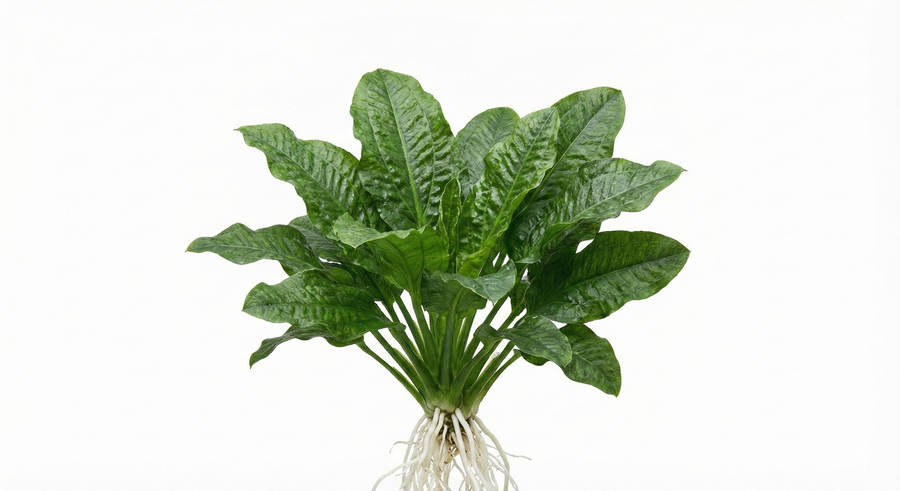 Echinodorus Tropica — live aquatic plant in a planted aquarium